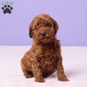 Merrick, Miniature Poodle Puppy